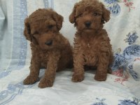 Kaliteli Poodle Yavrularimiz
