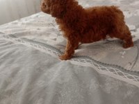 Core poodle