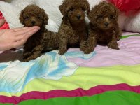 TOY POODLE YAVRULAR