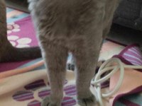 British shorthair kedilerimiz