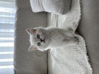 Sevgiyle Büyütülmüş British Shorthair Yavrular