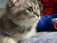 Scottish fold erkek yavru kedimiz