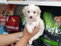 Maltese yavru