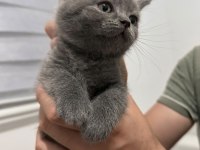 British shorthair 2 erkek ve 1 dişi yavru a kalite