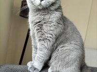 Scottish fold oğlumuz Duman için eş arıyoruz