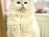 Şecereli british longhair golden yavrular