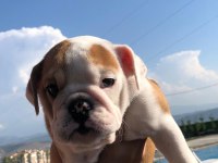 İNGİLİZ BULLDOG BEBEKLERİMİZ