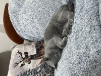 British Shorthair Dişi