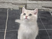 SAFKAN BLUE GOLDEN BRİTİSH SHORTHAİR