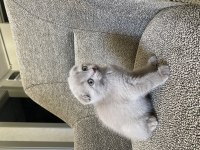 Scottish fold yavru