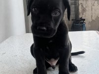 Cane Corso Black İtalyan Mastifi