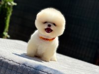 Yavru Pomeranian Boo Köpekler