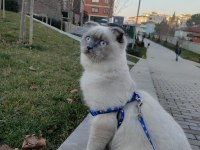 Blue point british longhair oğlumuza eş arıyoruz