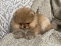 POMERANİAN BOO YAVRULARIMIZ YENİ YUVASINI ARIYOR