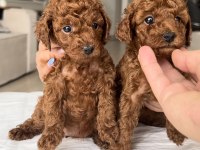 Toy Poodle Irk Garantili Red ve Red Brown Yavrular