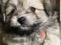 Pomeranian yavru köpeklerimiz