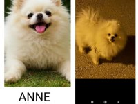 Süt beyaz tea cup pomeranian uyguna yavrular