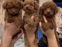 Toy poodle yavrularımız