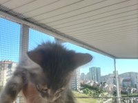 TAŞINMA NEDENİ İLE KEDİMİZİ SAHİPLENDİRİYORUZ