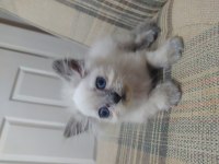 Yavru güzel british longhair