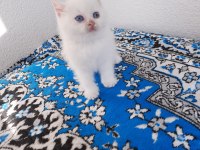 2 Aylık British Shorthair Beyaz Yavrular