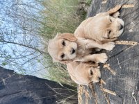 Safkan Cocker Köpekler