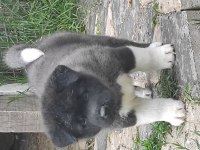 Amerikan Akita Yavrular