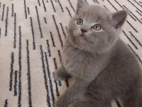 A Kalite British Shorthair Yavru Sahiplendirilecek
