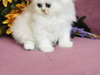 Orijinal Scottish Fold