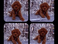 Toy poodle yavrular