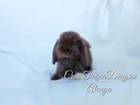 Çıkolata tatlısı cüce lop/Minilop