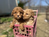 Toy poodle Yavrularımız