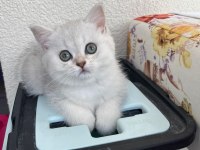 Kendi yavrum anne ve baba ile birlikte british shorthair
