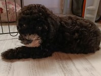 2 Aylık Poodle Ayarında Maltipoo