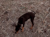 3 aylık saf kan doberman