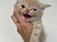 Scottish Fold Golden Yavru