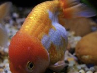 Oranda japon balığı