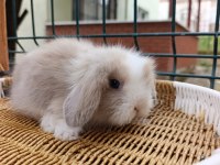 Hollanda teddy lop tavşan yavrular