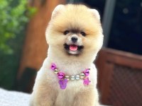 Turuncu Pomeranian Boo Gülen Yüz