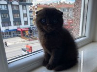 Çikolata Renkli Scottish Fold Yavrumuz Yuvasını Arıyor
