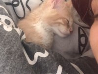 Kedi karamel