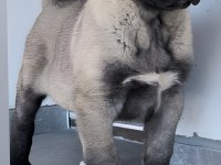 Sivas Dev Kral Kangal Çiftliği
