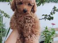 Dişi Poodle 2 Aylık