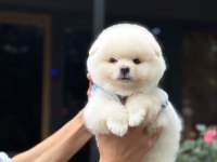 Irk ve Sağlık Garantili Pomeranian Boo