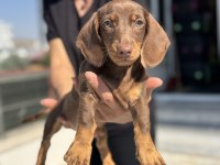 Show kalite mini dachshund yavrumuz