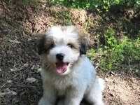 3 aylık terrier yavru