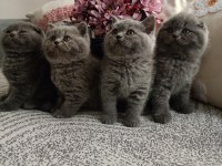 Gri british shorthair ve scottish fold kediler