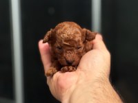 Baba kore anne toy red brown dişi poodle yavrular