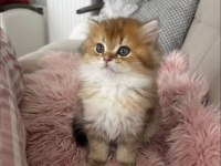 Safkan British Longhair Bebekler