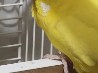 Bilezikleri muhabbet kuşu jumbo iri erkek dişi takım